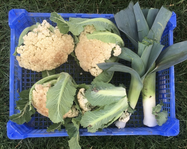 Allotment?Veg Patch Thread 13! Are we weathering the weather?