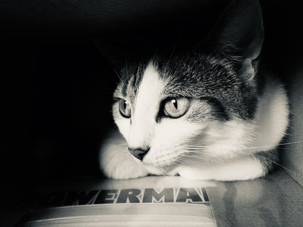 Whats your Cats name?
