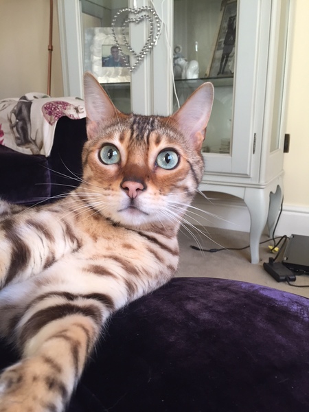 I think my cat is beautiful, show me yours 😁