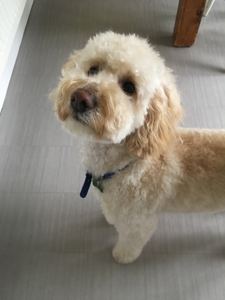 Genuinely interested - why all the poodle crosses? What puts people off a ‘proper’ poodle?