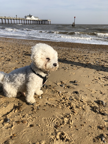 Who fancies a dog photo thread!