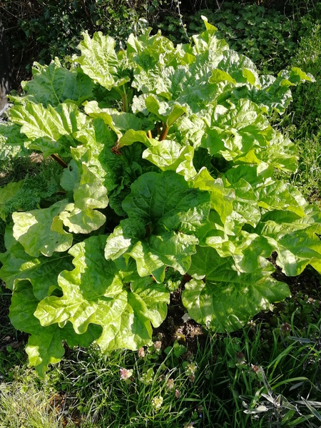 Rhubarb help needed!