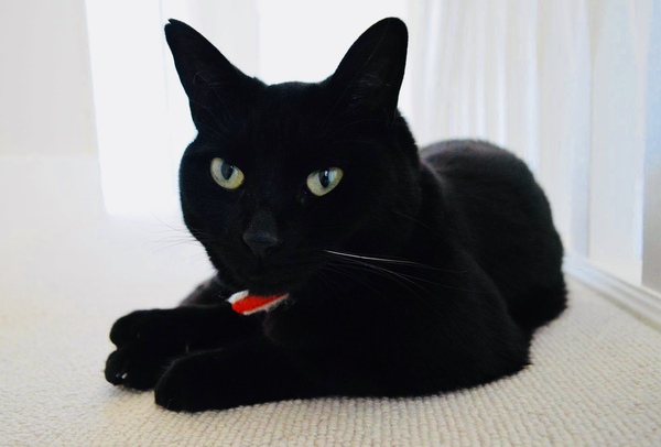 Whats your Cats name?