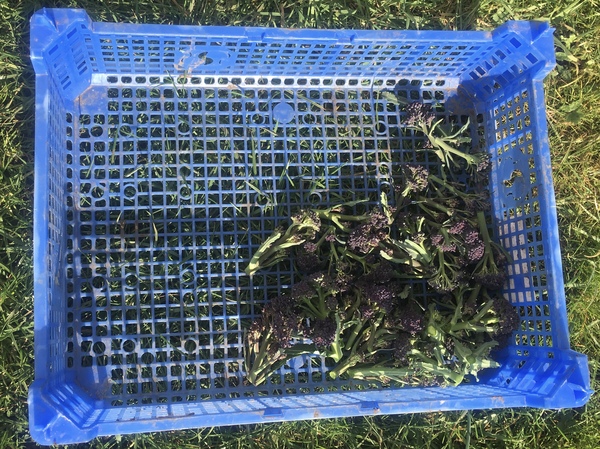 Allotment?Veg Patch Thread 13! Are we weathering the weather?