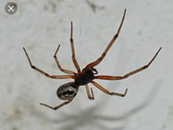 Help - Please Identify Spider
