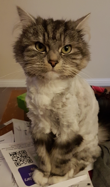 My poor boy has been scalped!