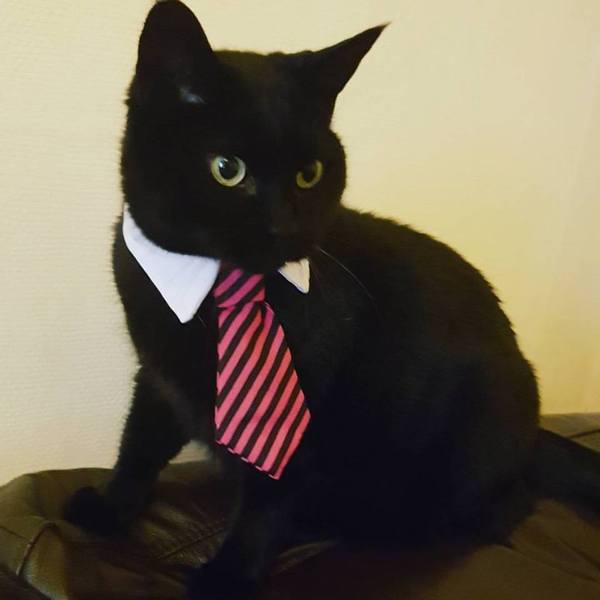 Cats Protection