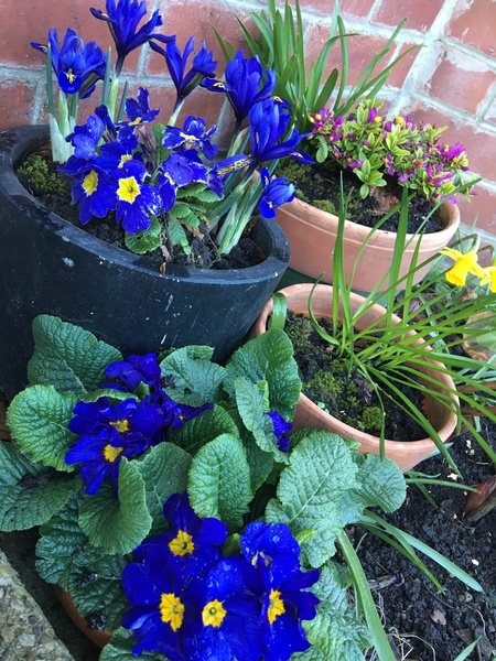 29th March "Grow your own" newcomers welcome here