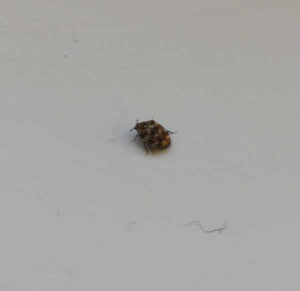 Does anyone know what these are?