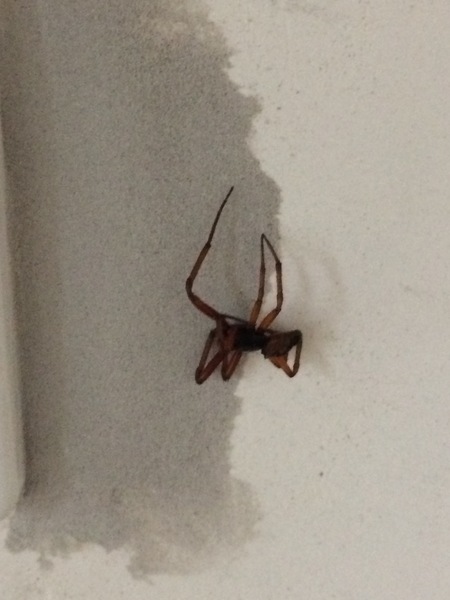 Help - Please Identify Spider
