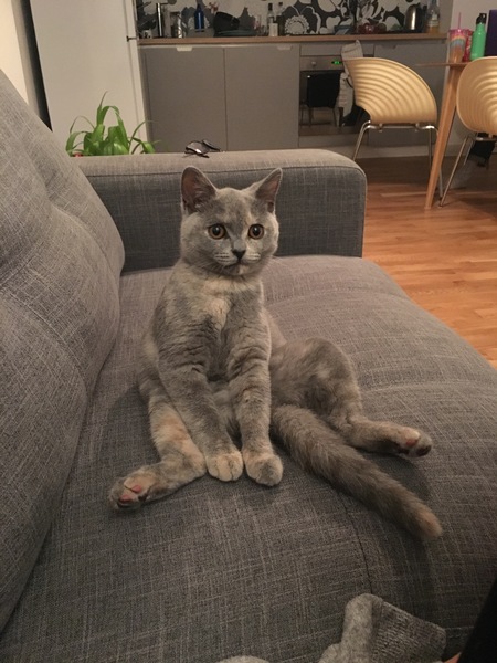 Whats your Cats name?