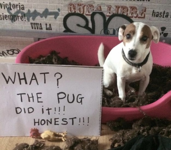 My dog has died this morning.