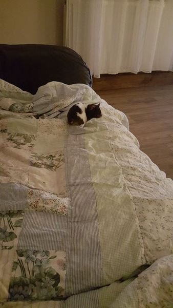 To think I'm not 'cruel' to my dog because he's not allowed on the sofa?