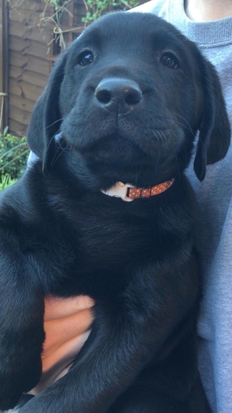 What do you feed your dog?