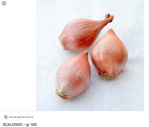 Scallions is not an Americanism