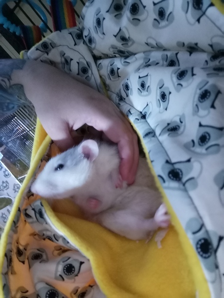 Help me name my little rats