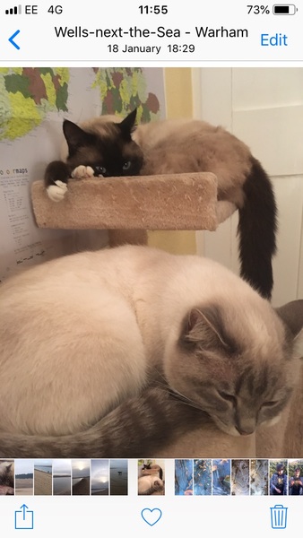 My cat is faulty