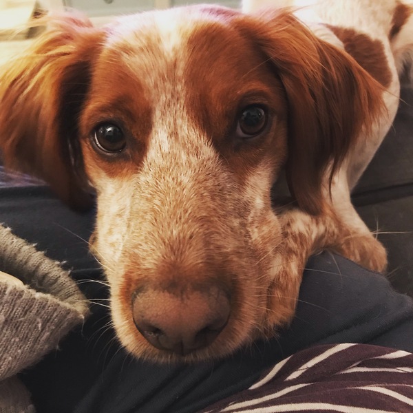 Sell me your dog.