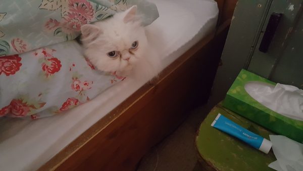 Who is BU re cats sleeping on my bed