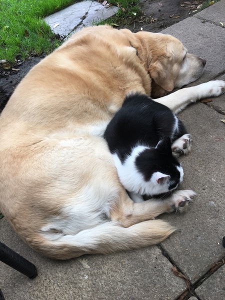 Who fancies a dog photo thread!