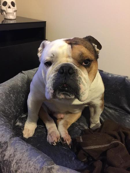 To ask what the worst thing your pet has done?