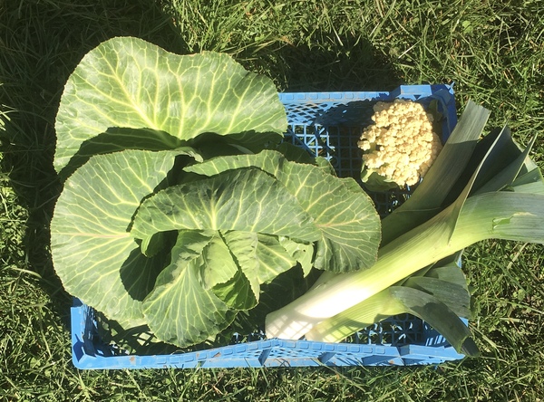 Allotment?Veg Patch Thread 13! Are we weathering the weather?