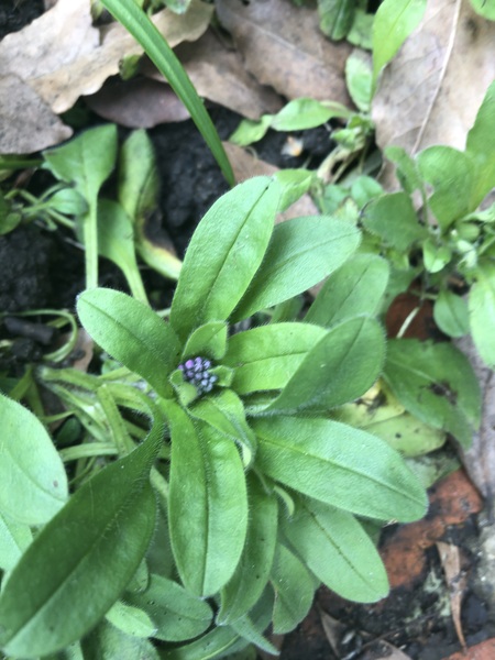 ID help
