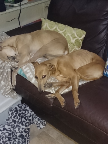 To think I'm not 'cruel' to my dog because he's not allowed on the sofa?