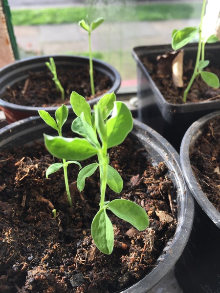 Any Witches Here? Part 7.