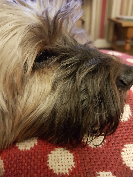 Who fancies a dog photo thread!