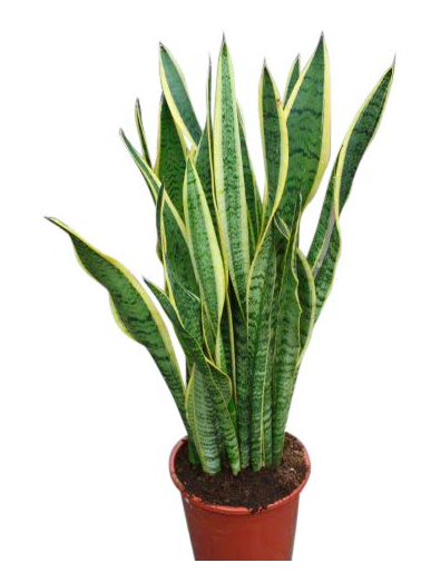Should I give mil flowers just to piss her off?
