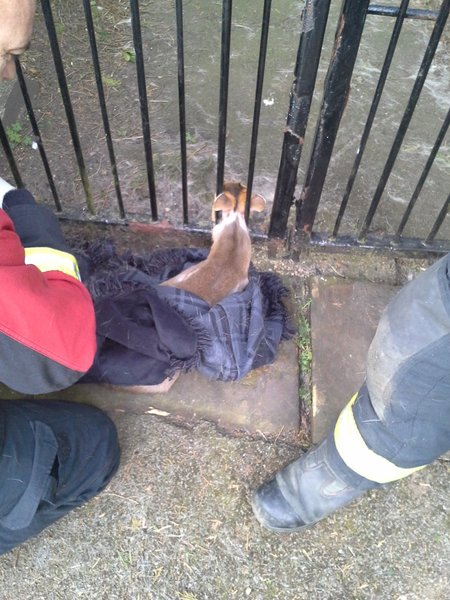 Have I just seen a hare?!