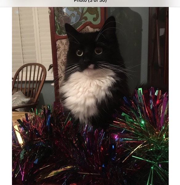Lost cat, Bristol