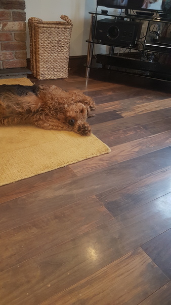 Who fancies a dog photo thread!
