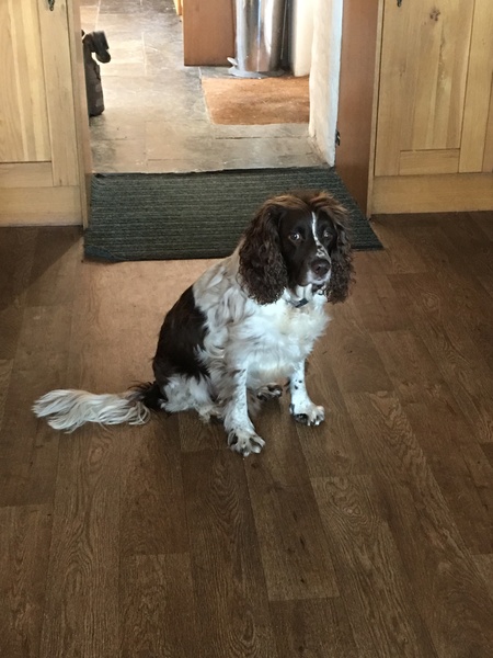Who fancies a dog photo thread!