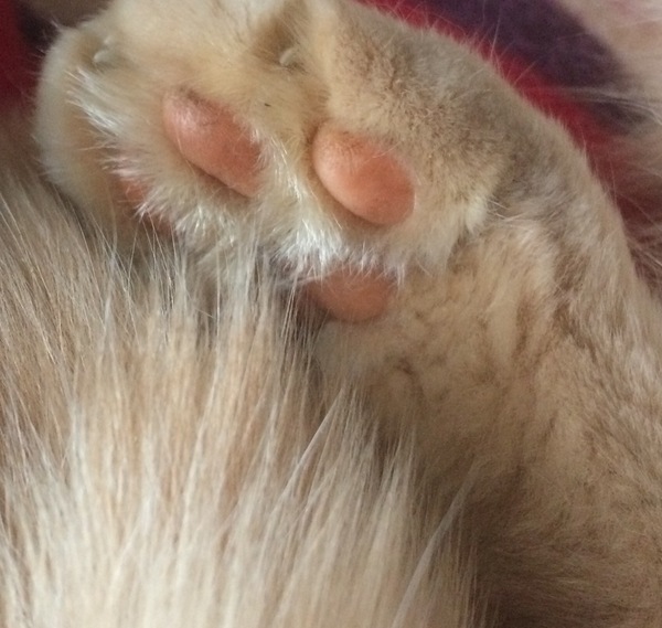Toe beans