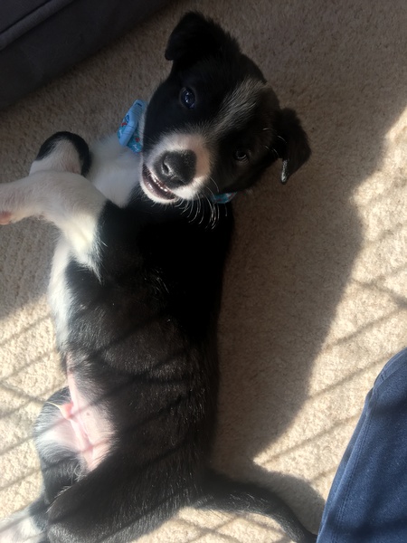 Border collie pup