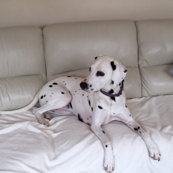 Oh my Lord , we’ve got a Dalmatian !