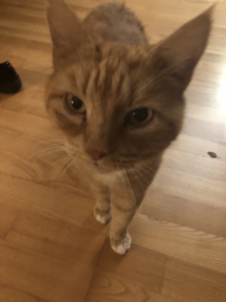 My little friend needs to be PTS