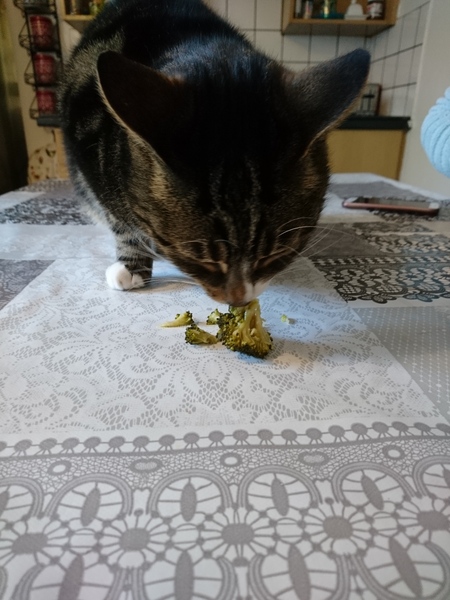 To be really creeped out by my cat?
