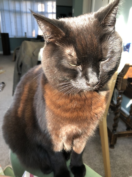 Not convinced Basil is a black cat anymore