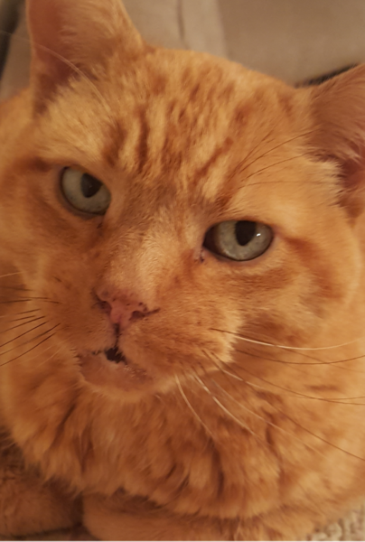 Just had my gorgeous boy PTS.  Broken.