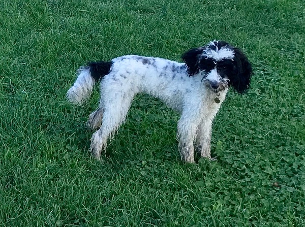 Genuinely interested - why all the poodle crosses? What puts people off a ‘proper’ poodle?