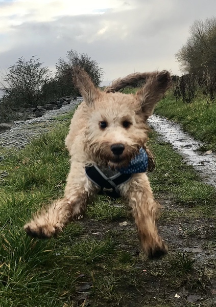 Who fancies a dog photo thread!