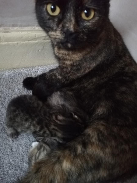 "Spayed" cat is pregnant - help!