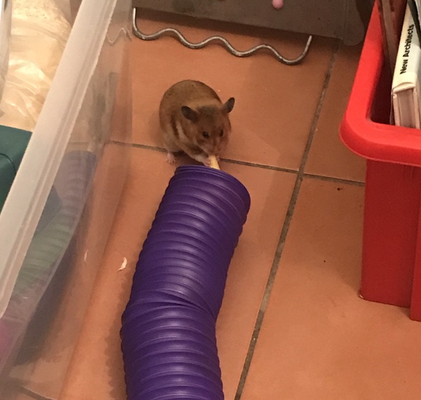 To ask you to help me find my hamster?