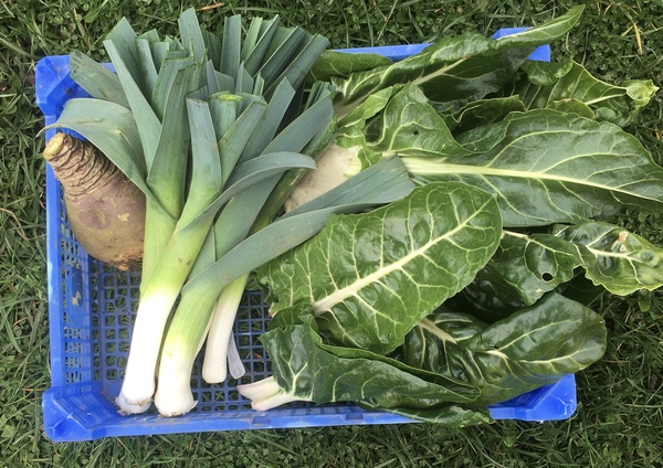 Allotment?Veg Patch Thread 13! Are we weathering the weather?