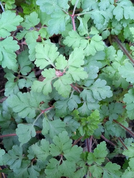 What is this plant/weed?