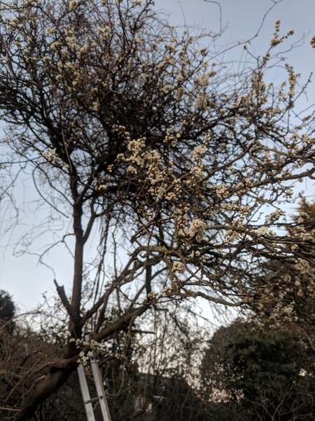 Anyone know what tree? Pics