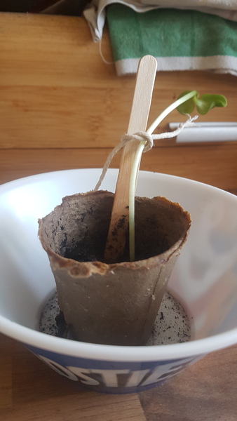 Sunflower question please?